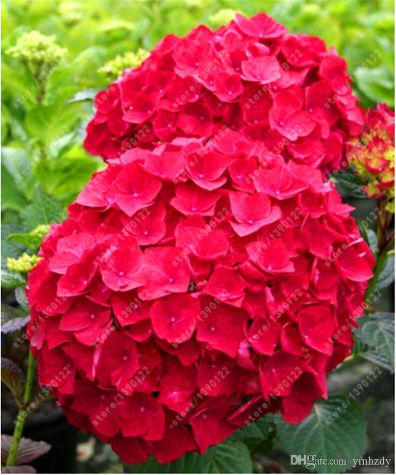 (10) HYDRANGEA SEEDS perennial flower garden bush plant USA SELLER W/TRACK