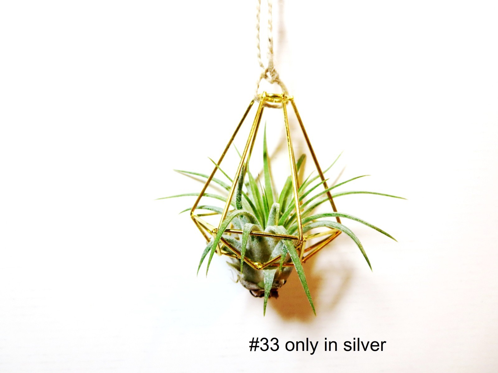 Air Plant Wall Decor Shell Air Plant Display Hanging Tillandsia Minimalist