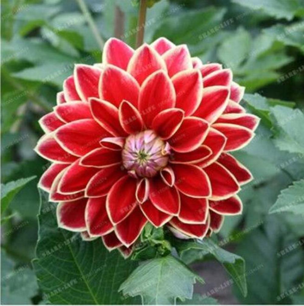 (10) DAHLIA SEEDS rare exotic flower bloom garden plant USA SELLER W/TRACK