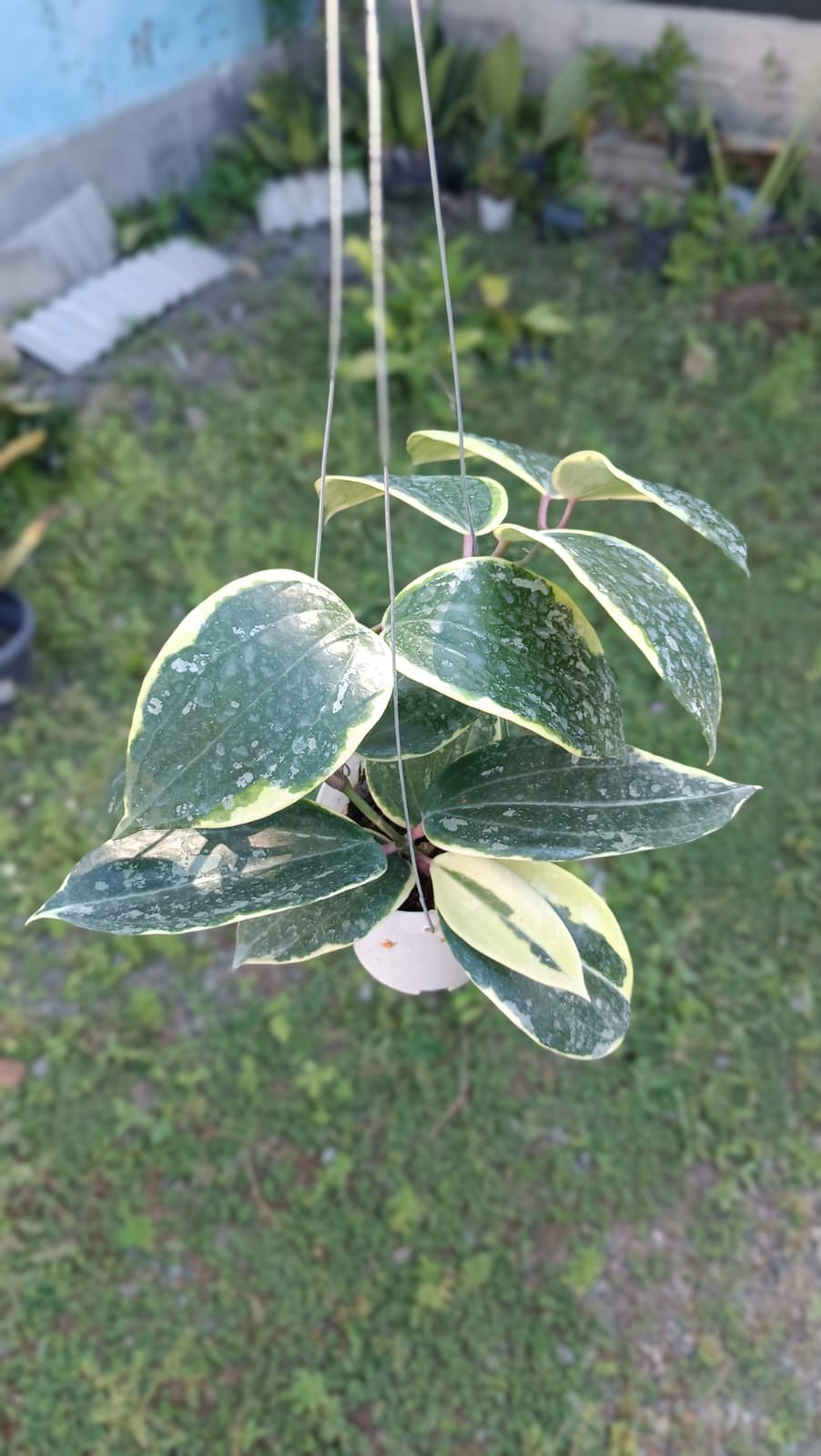 Real Picture Hoya Latifolia ‘Watermelon’ Albomarginata Big Size