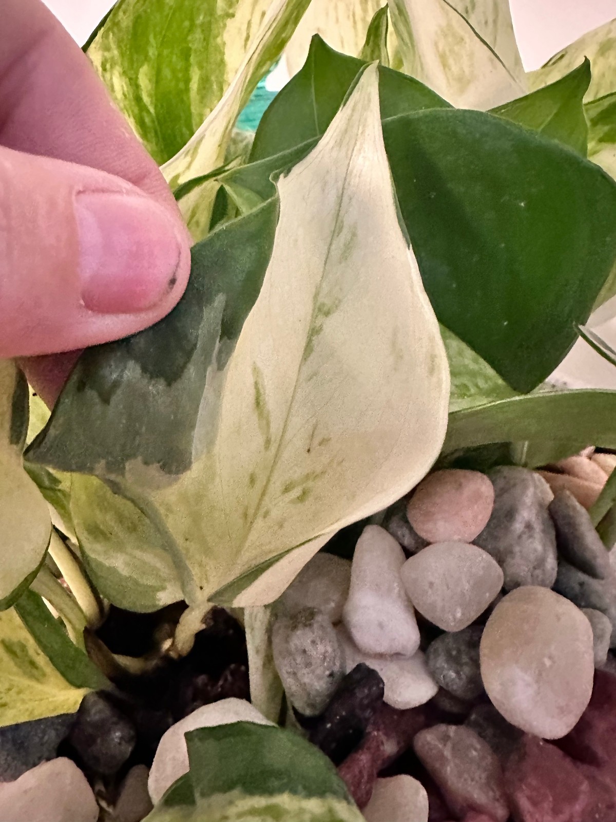 Marble Queen Pothos Cutting Live Plant Unrooted Epipremnum Aureum Cutting