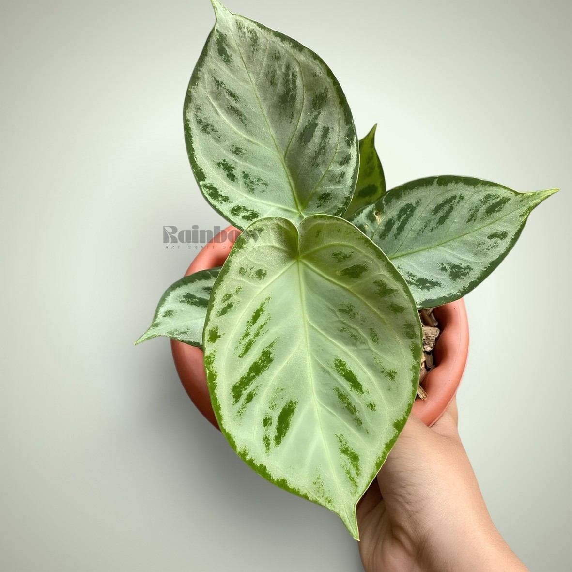 Anthurium Silverchrome Ornamental Plant