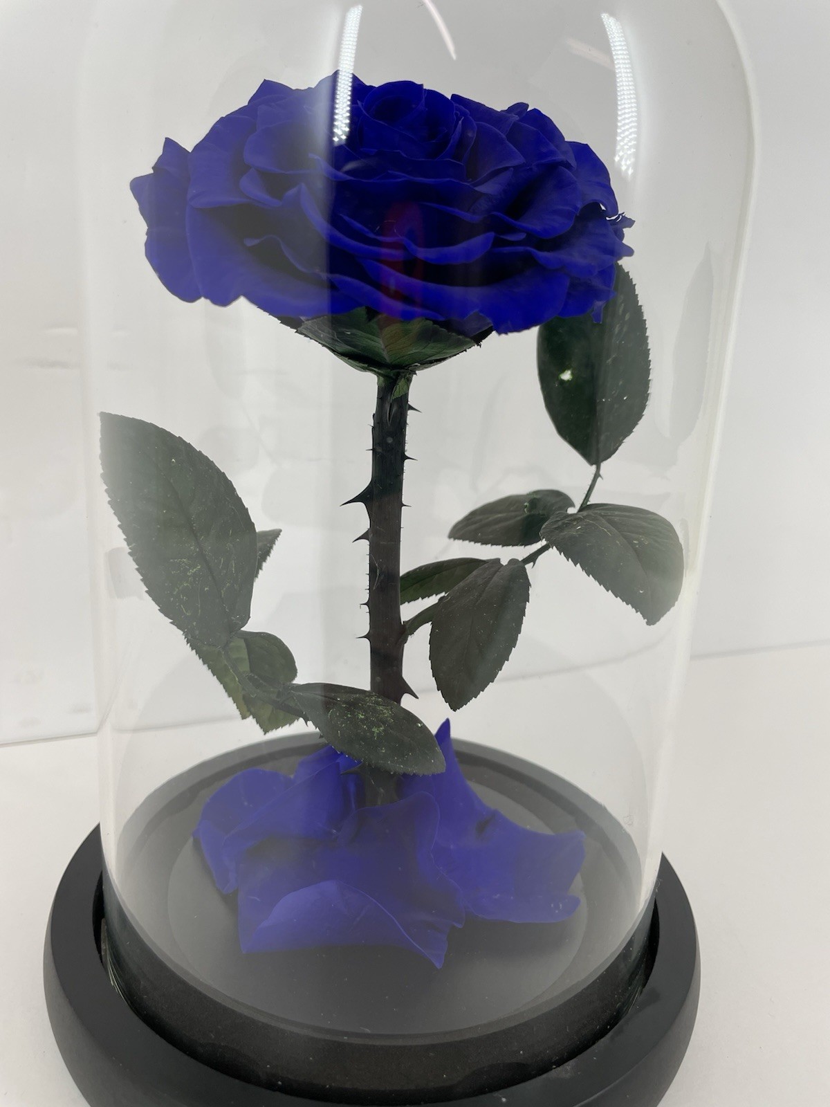 Preserved Rose in Glass Dome Eternal Enchanted Forever Purplish Blue