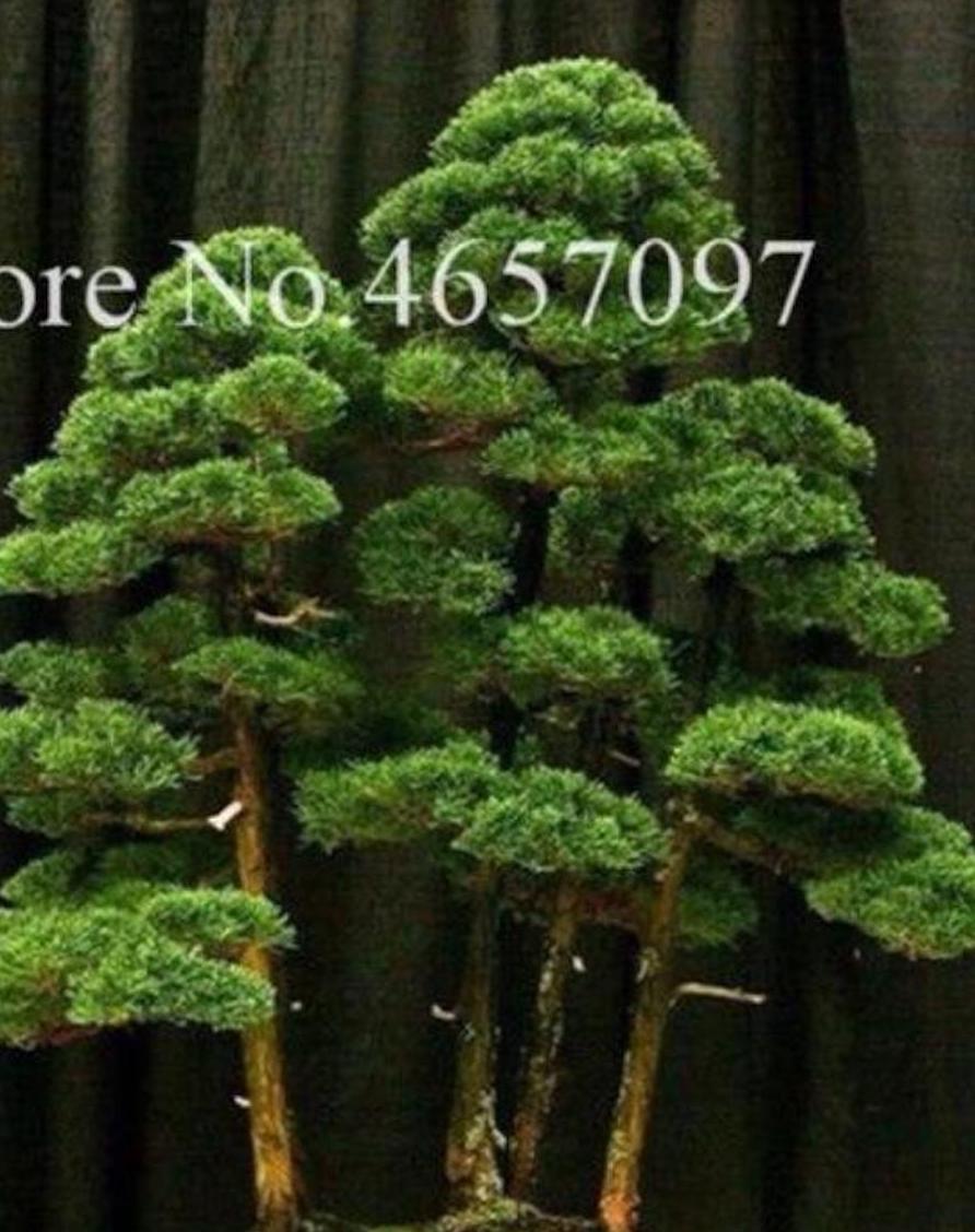 (10) BONSAI PINE TREE SEEDS rare exotic home garden mini dwarf USA SELLER TRACK