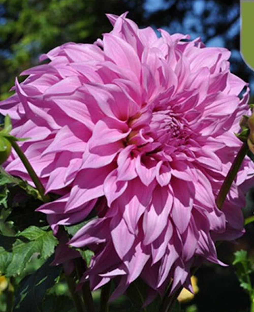 (10) DAHLIA SEEDS rare exotic flower blossom garden plant USA SELLER W/TRACK