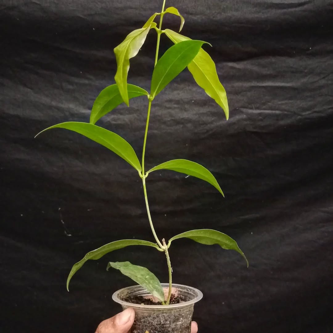 Real Pict Hoya Lamingtoniae Purple Black Sp Papua Rare Tropical Wax Plant