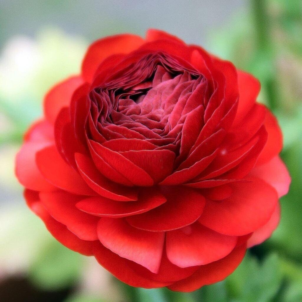 Ranunculus asiaticus ‘Tecolote Red’ Persian Buttercup Bulbs Tubers Deer and
