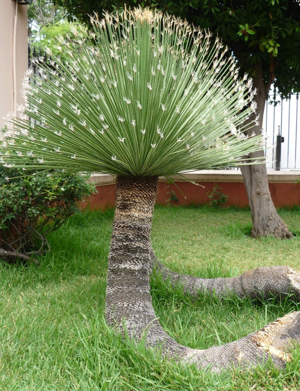Dasylirion acrotrichum 50-70cm | Green sotol | Desert spoon – Green sotol | Dese