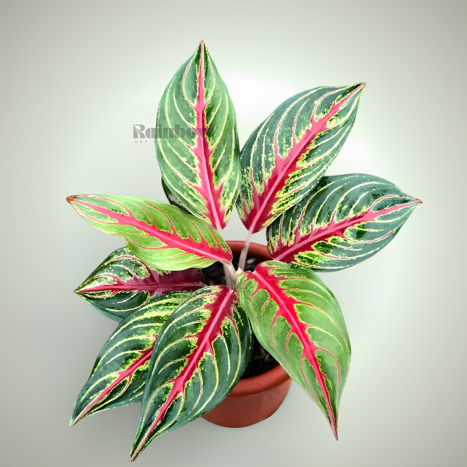 Aglaonema Red Sunset Beatiful Ornamental Plant