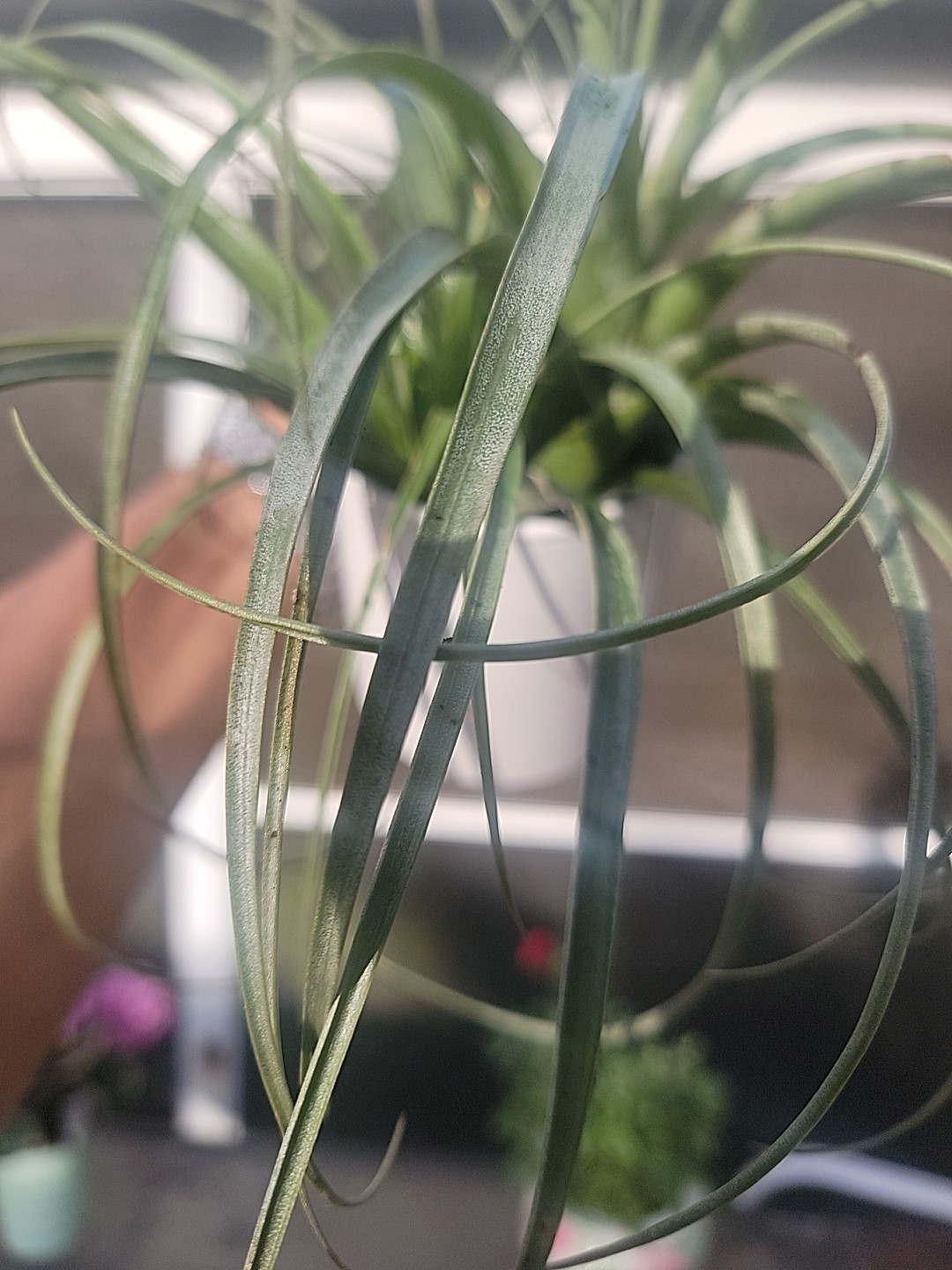 Tillandsia gardneri Homemade garden decor outdoor indoor air plants hangable