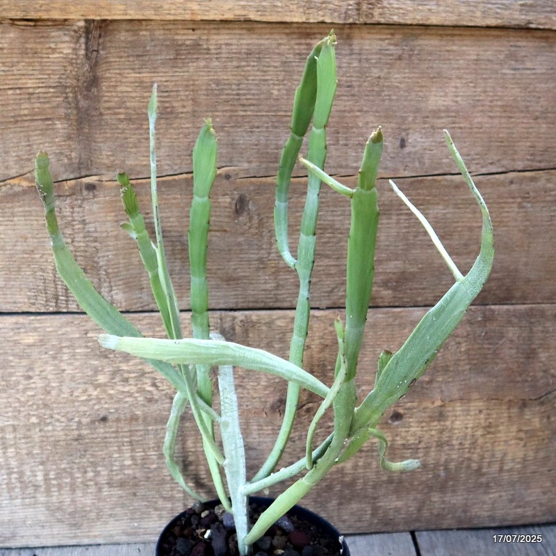 D5338 EUPHORBIA SP. pot14-H40-W34 cm MaMa Cactus