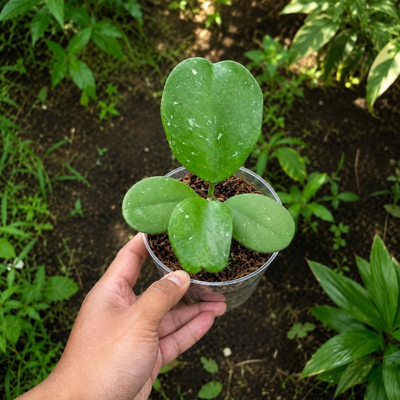 Hoya Kerrii Splash Live Rare Silver Splash Sweetheart Hoya Exotic