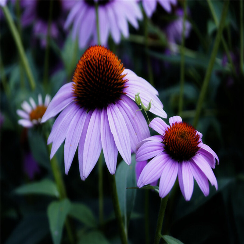 200Pcs Lovely Timeless Heirloom Organic Purple Echinacea Coneflower Seeds