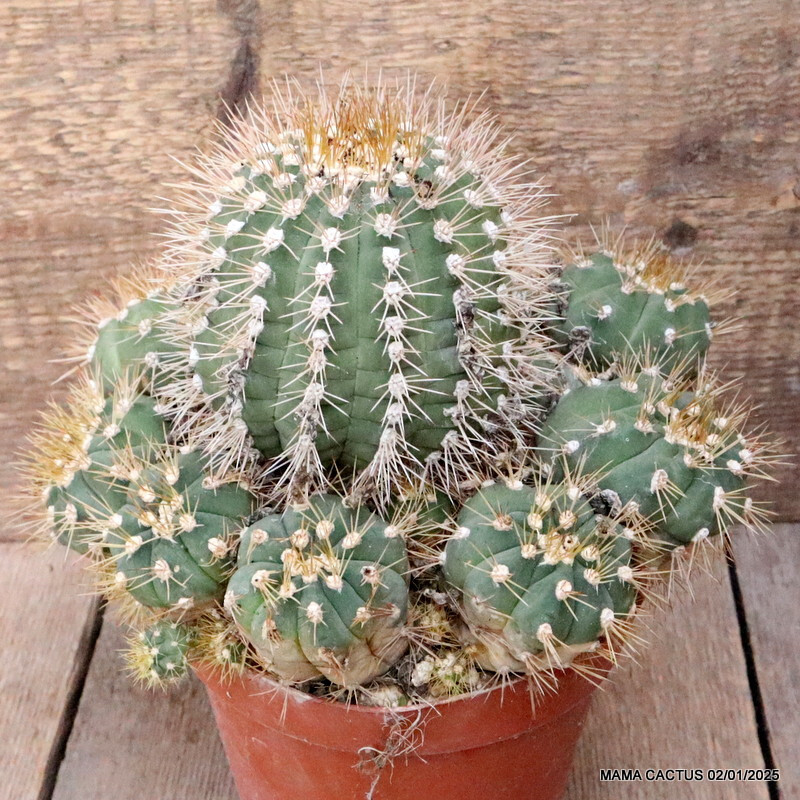 M104 GYMNOCALYCIUM CHACOENSE VERY OLD pot14-H13-W20 cm MaMa Cactus