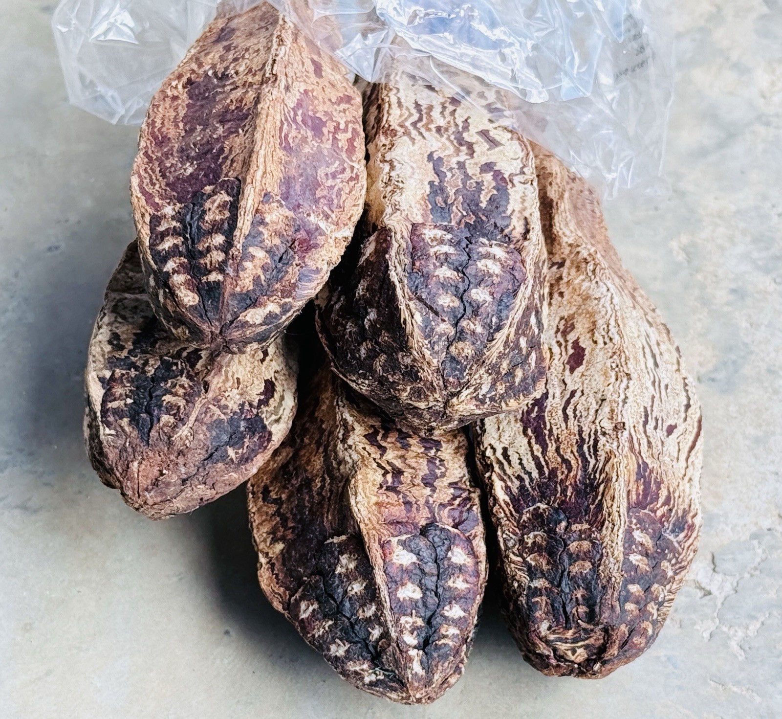 Dried Mahogany Pods On Wood Stick Stems (5 Pcs) 22.75” NWT