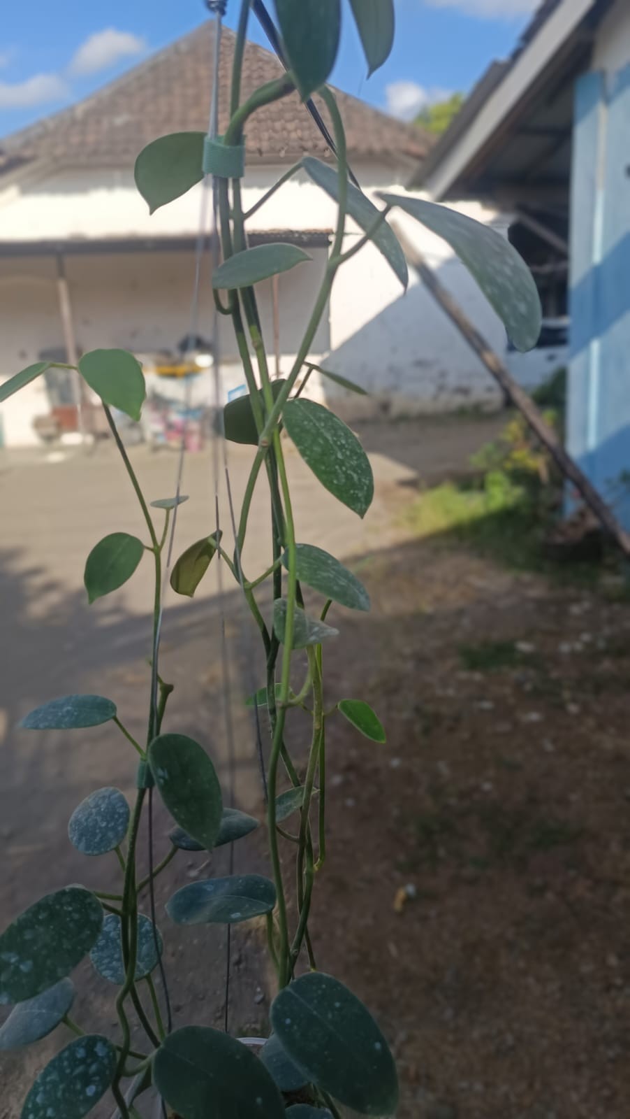 Real Picture Hoya Aff Lauterbachii Sp Papua Mature Size