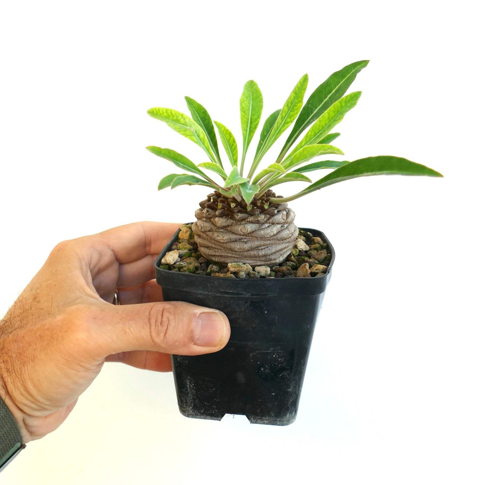 Euphorbia bupleurifolia MALE specimen – caudex succulent