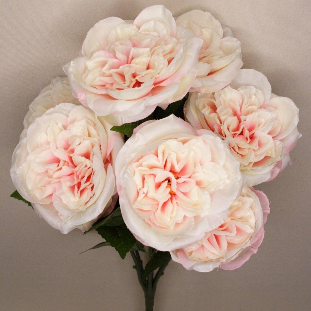 English Cabage Rose Bush x7 Heads 3 1/2 to 4″ Diameter Flowers Blush #11891031