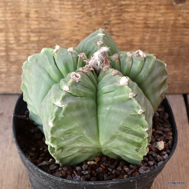 D4923 ASTROPHYTUM MYRIOSTIGMA KIKKO NUDUM pot14-H10-W13 cm MaMa Cactus