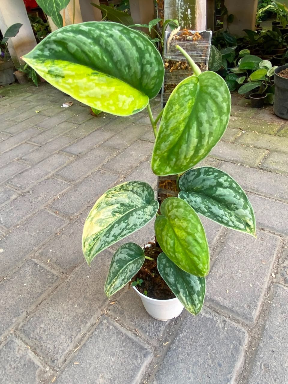 Scindapsus exotica no ID, Rare Variegated, Real Picture, Aroid Houseplant