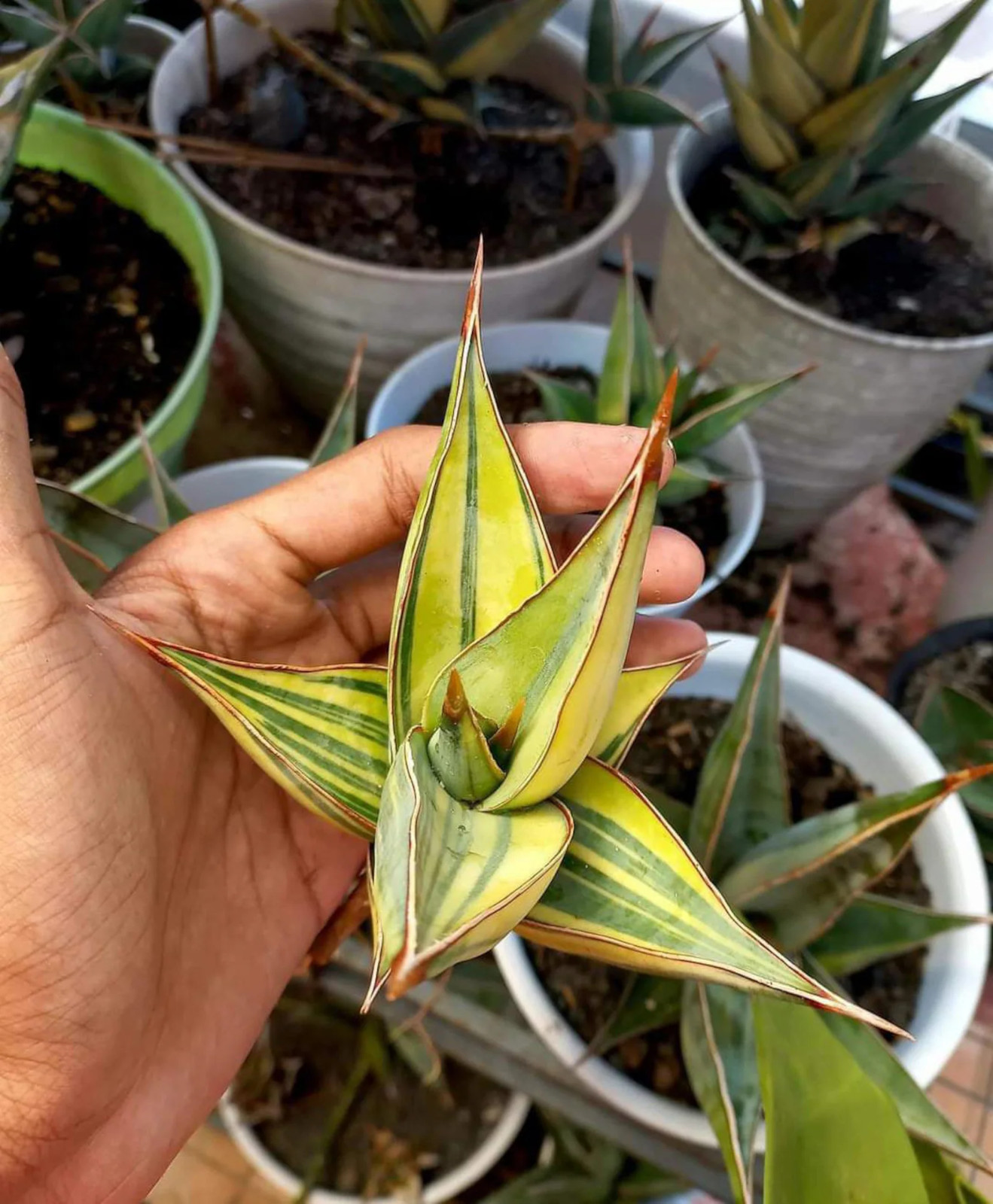 Sansevieria Pinguicula Variegated Medium Size Rare Uniqe Snake Plant