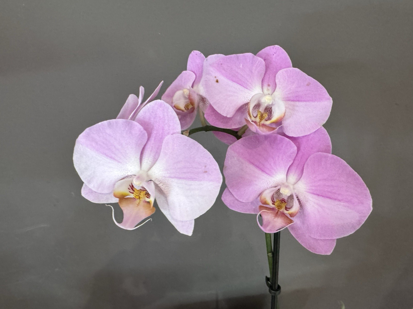 Beautiful phalaenopsis orchid plant In Full Bloom