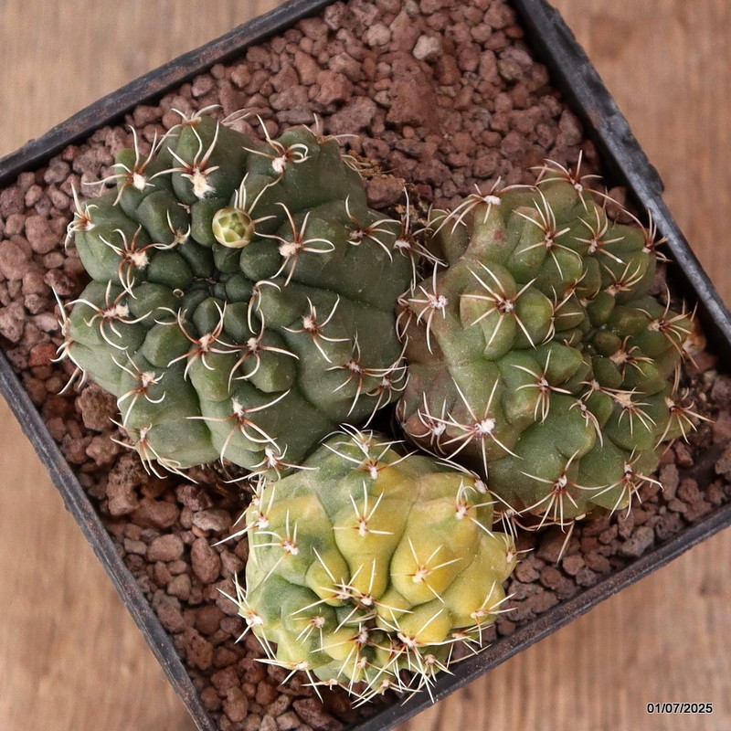 D5000 GYMNOCALYCIUM BALDIANUM VARIEGATED pot10-H6-W10 cm MaMa Cactus