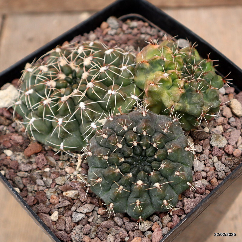 D601 GYMNOCALYCIUM BALDIANUM VARIEGATED pot12-H5-W11 cm MaMa Cactus