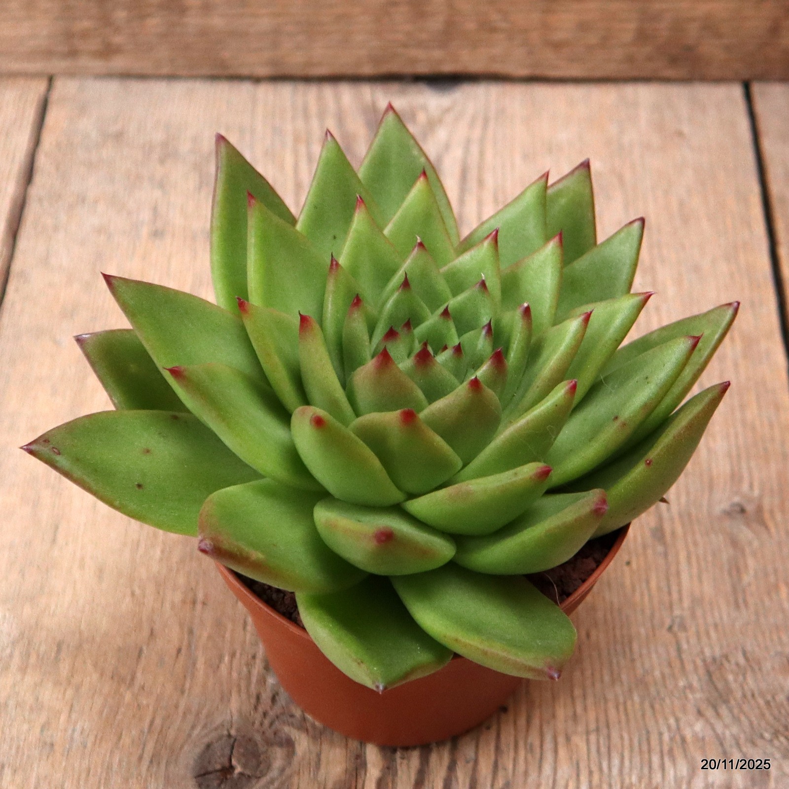 D7459 ECHEVERIA AGAVOIDES pot10-H8-W16 cm MaMa Cactus