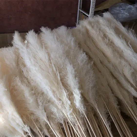 15 Stems Natural WhiteDried Pampas Grass – Fluffy Reed Grass for Home & Wedding