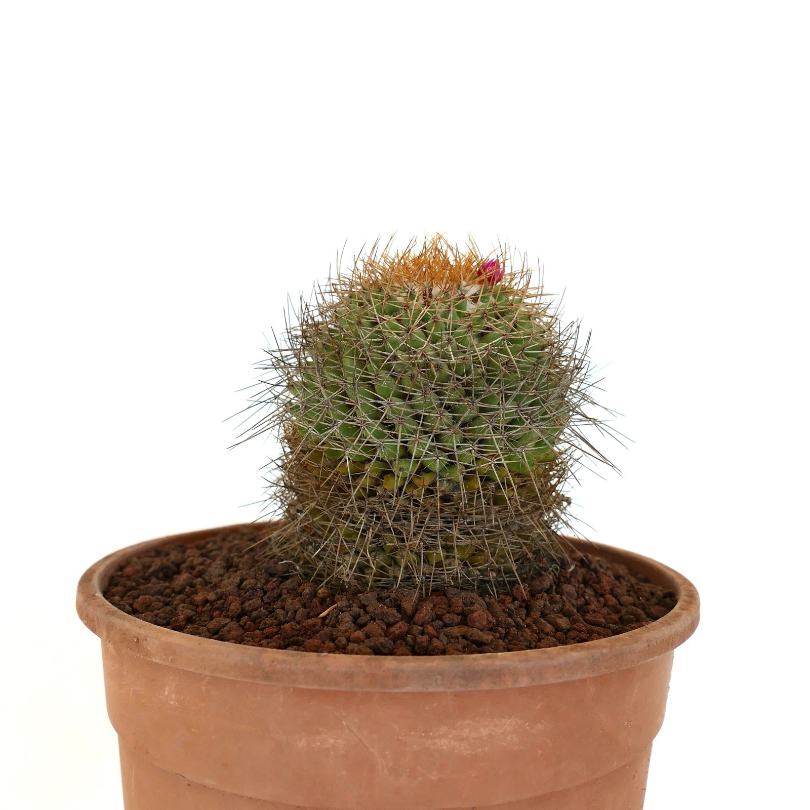 Mammillaria parkinsonii REP 2363 Pena Miller, Querétaro, Mexico –