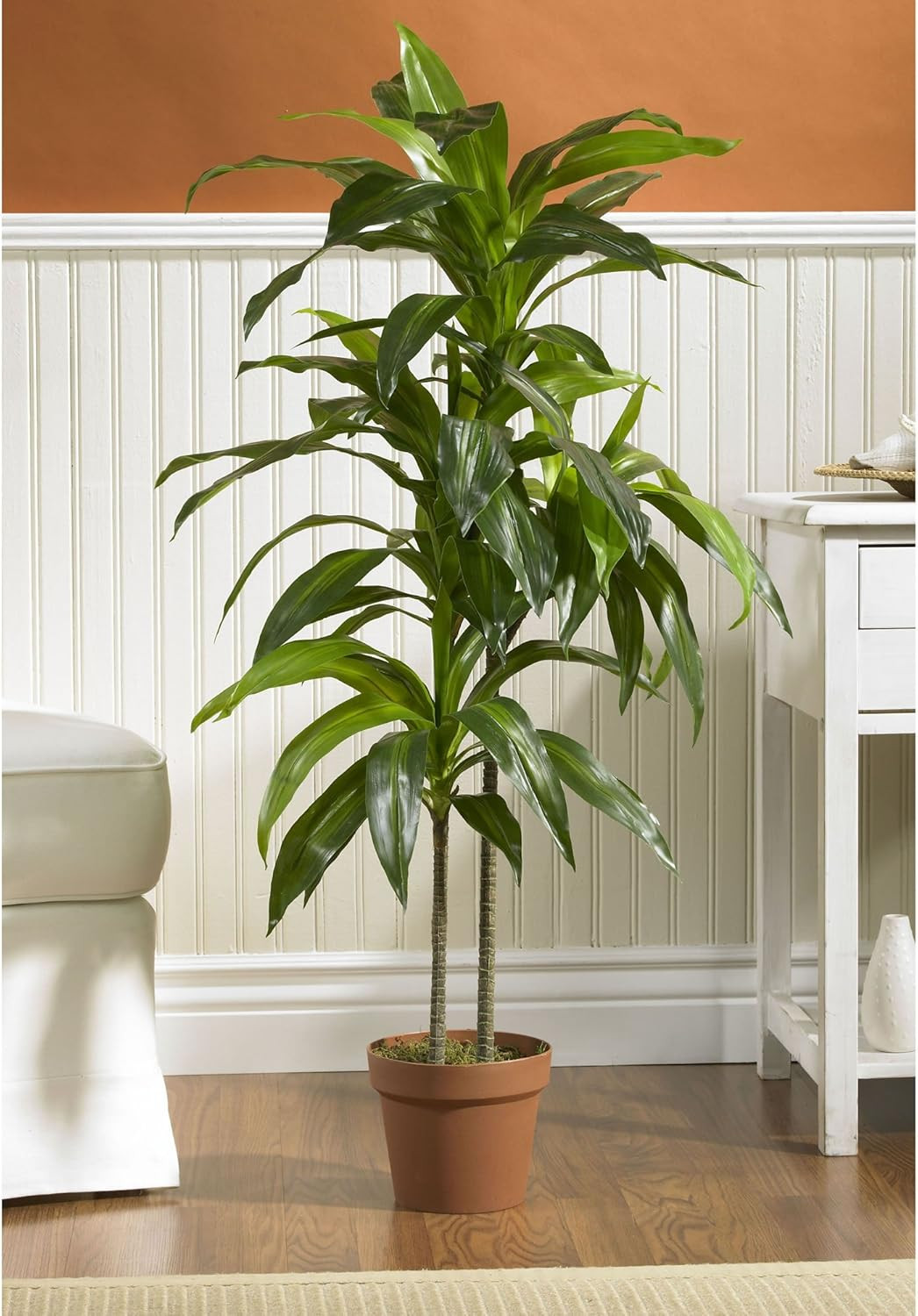 Real Touch Dracaena & Sansevieria Silk Plants with Black Planter – 43In & 35In