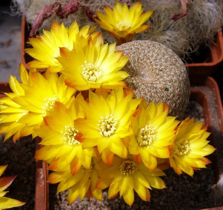 Sulcorebutia heliosoides, seeds 10 pcs