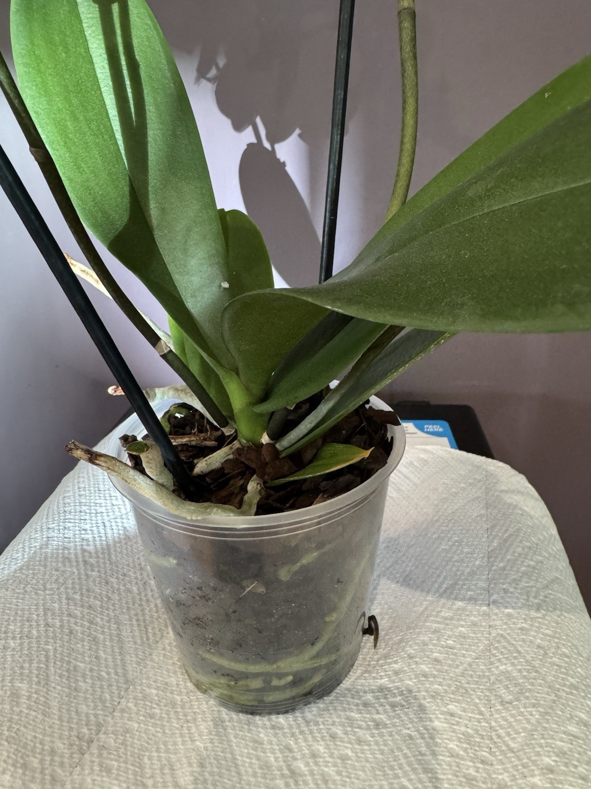 Beautiful phalaenopsis orchid plant In Full Bloom