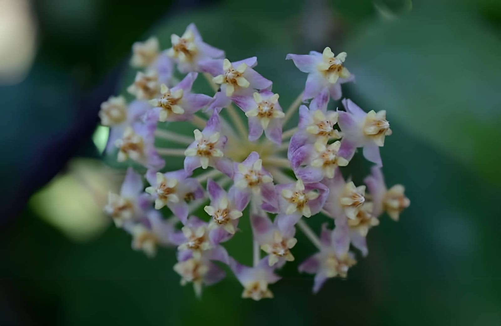 Hoya Myrmecopa Selayar Rare Tropical Wax Plant