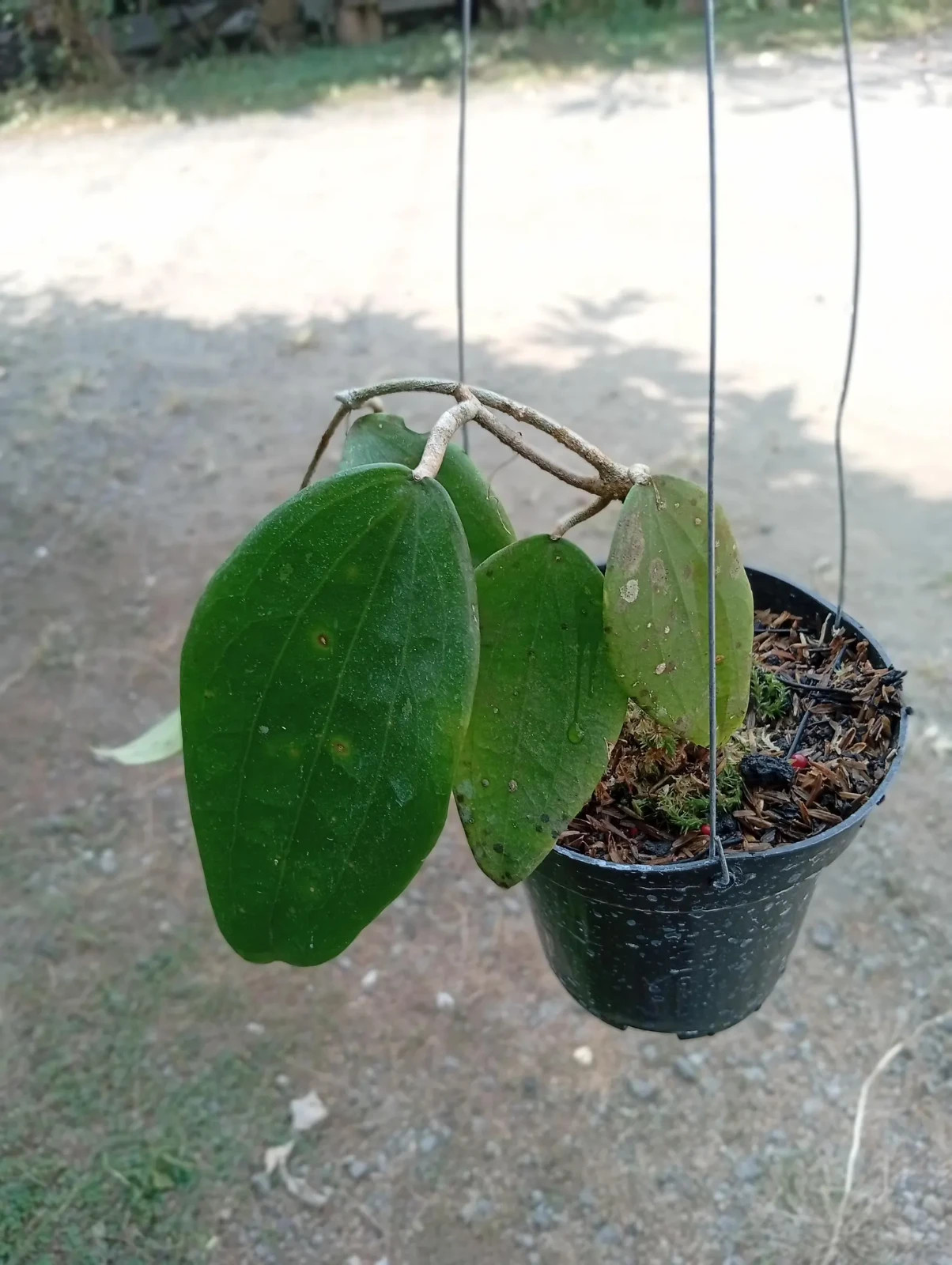Real Picture Hoya Polystachya Clandesti