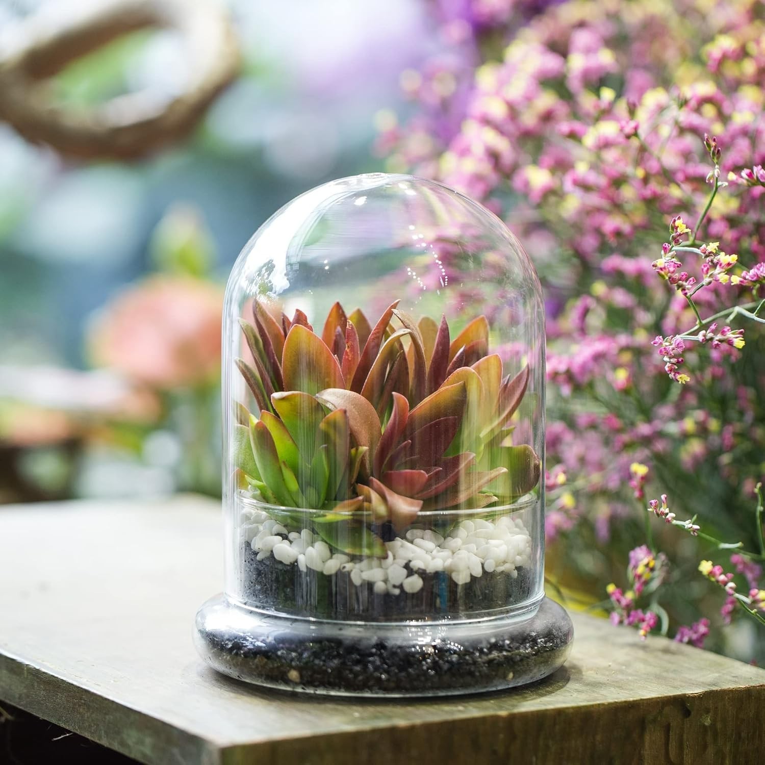 Chic Clear Glass Terrarium Cloche with Base – Ideal for Succulents or Displays
