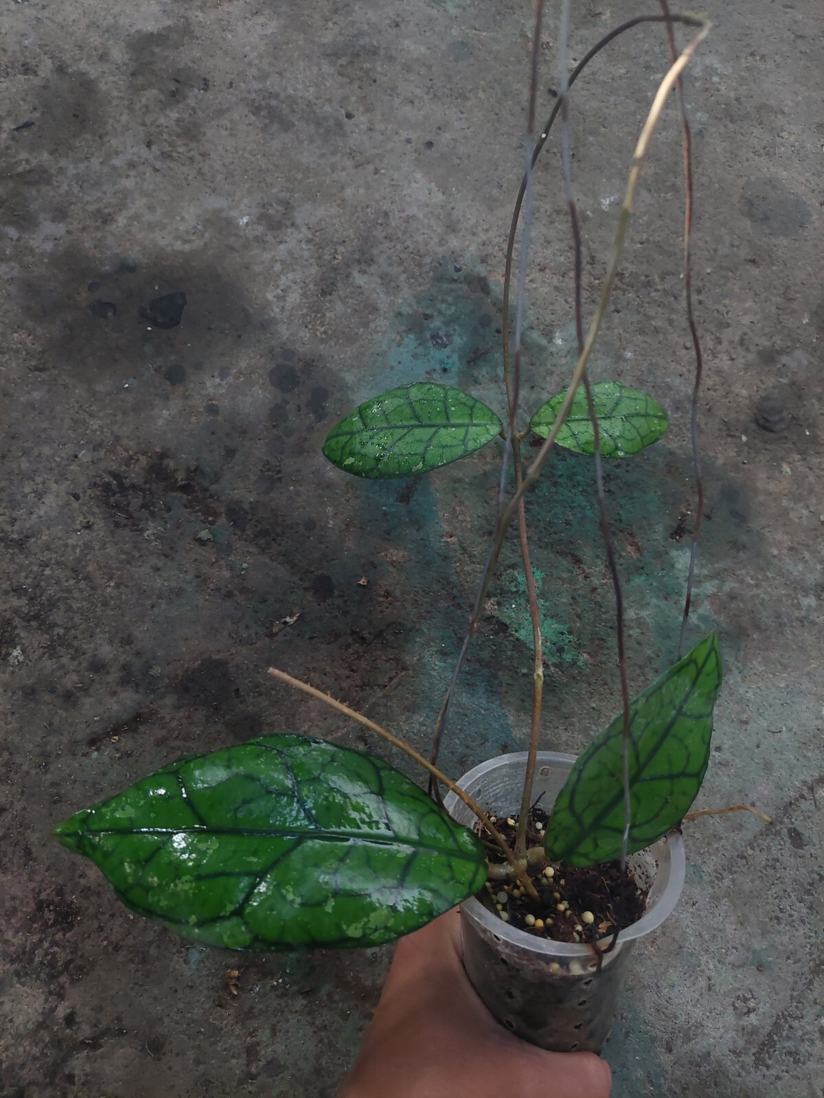 Hoya Aff Clemensiorum Sp Borneo Phytosanitariy Certificate Ship By DHL Express