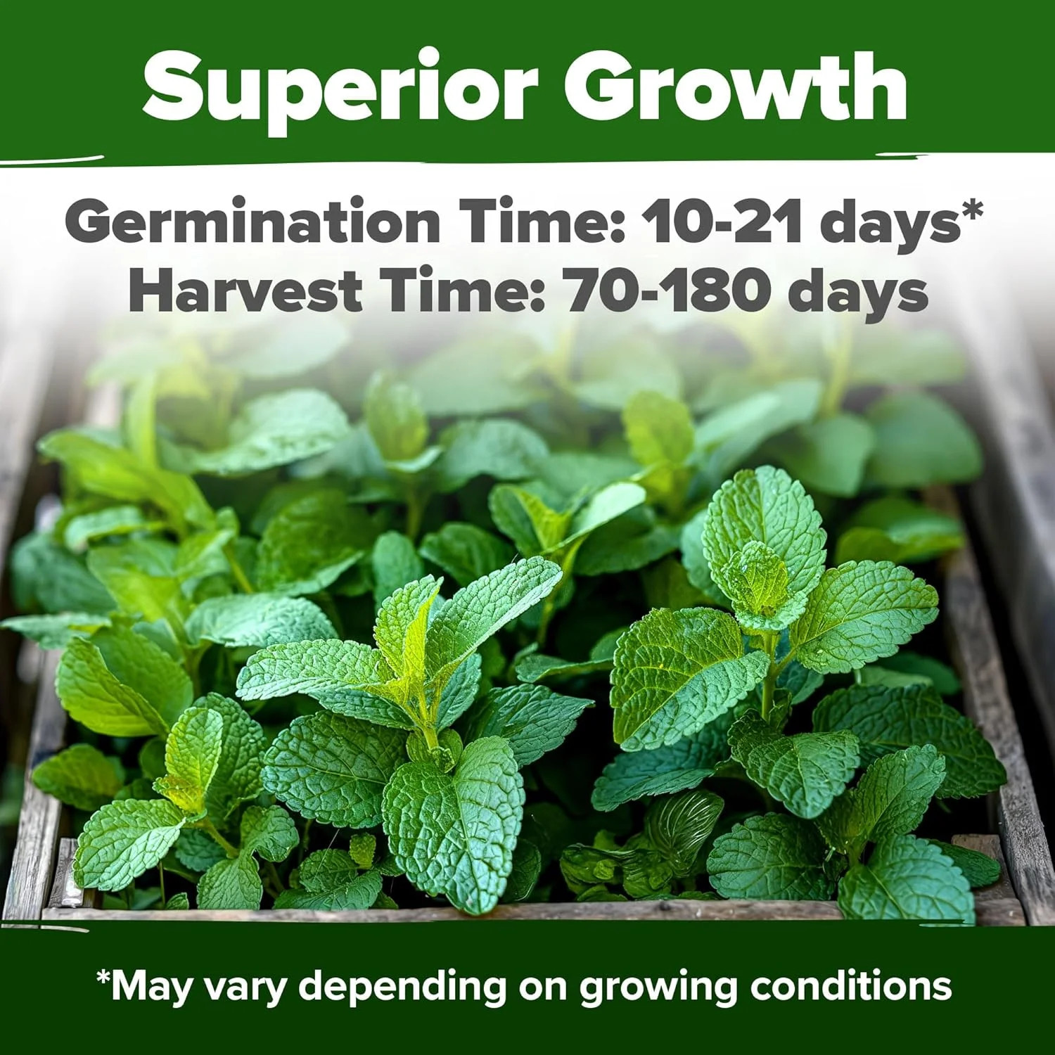 Lemon Balm Seeds- 806 Non GMO Heirloom Seeds for Planting – Melissa o