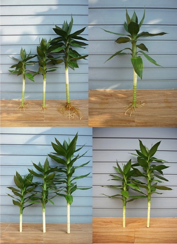 3 Pcs Lucky Bamboo ,Dracaena braunii Tall 25-35 Cm. without root