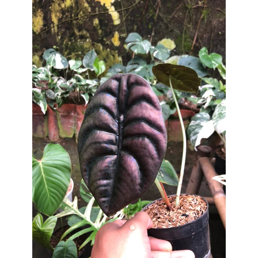 Alocasia Cuprea Rare Unique Live Tropical Plant PL105