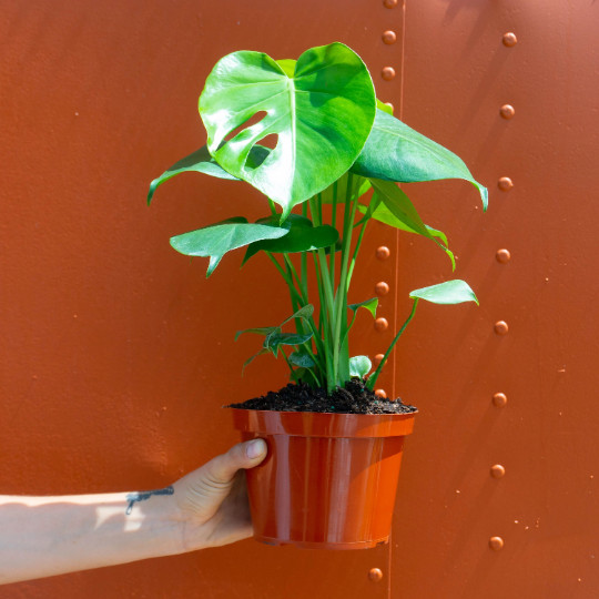 Monstera Deliciosa Tropical Split Leaf Plant in 6 inch Pot | Indoor and Outdoor