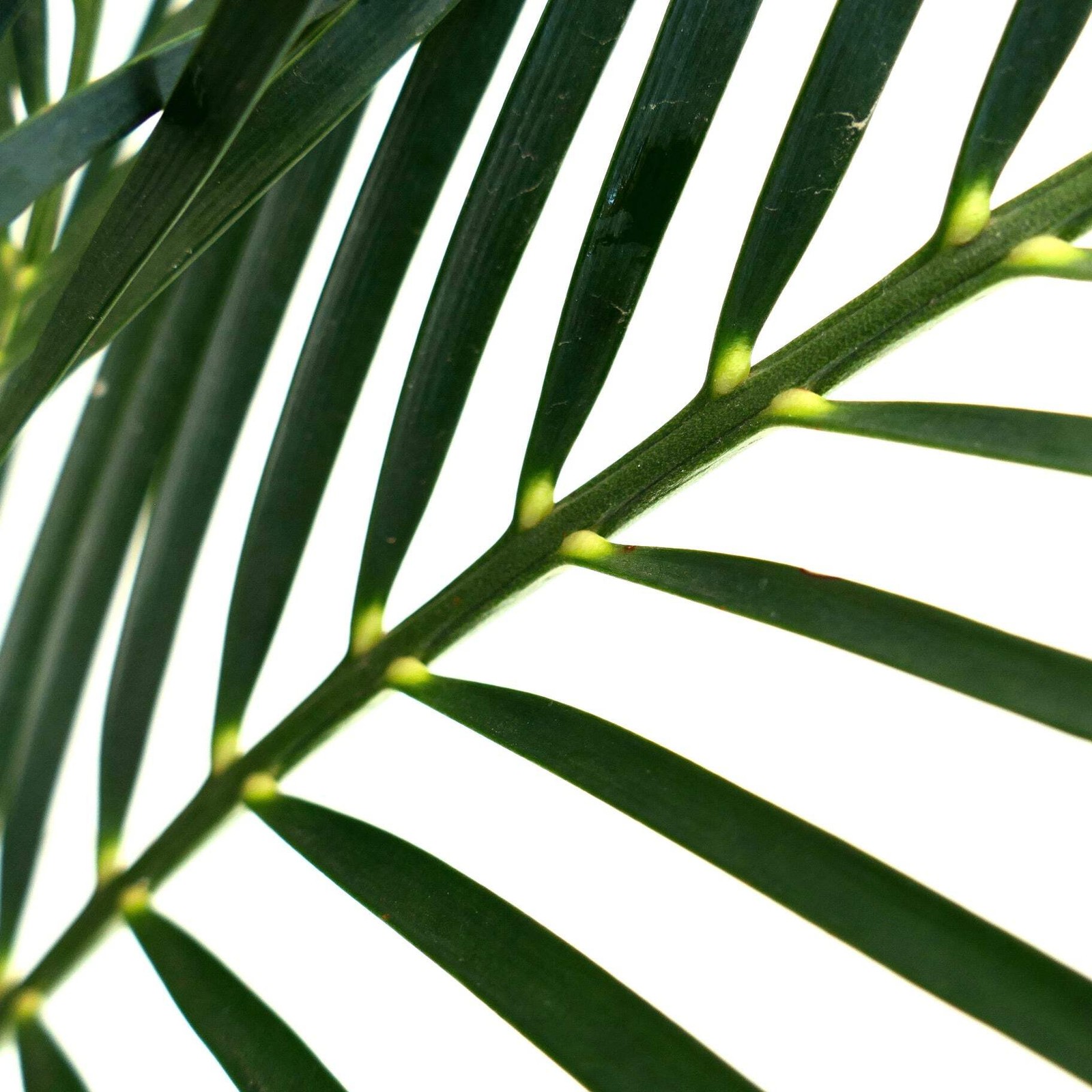 Macrozamia mountperriensis (Mount Perry, Quuensland, AUSTRALIA) – Mount Perry cy