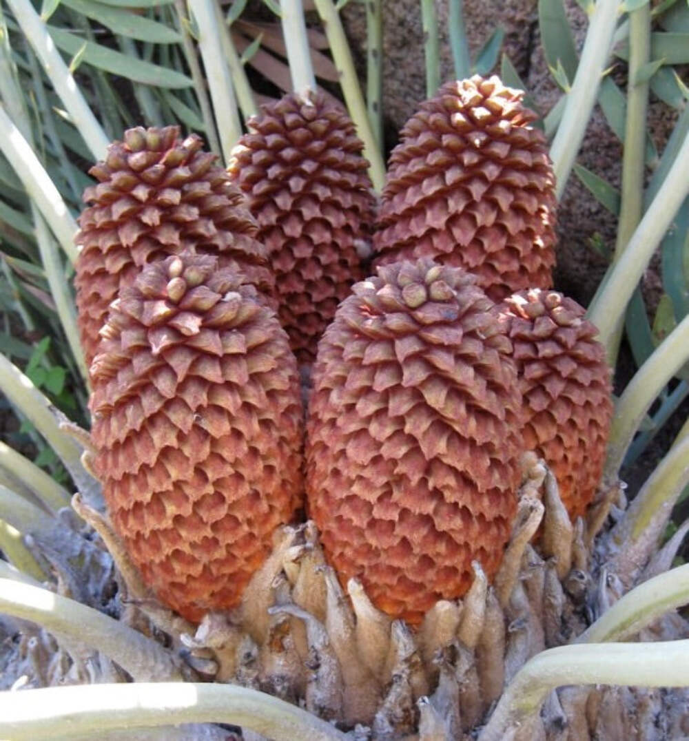 Encephalartos eugene-maraisii – Eugene Marais cycad | Marais’s cycad