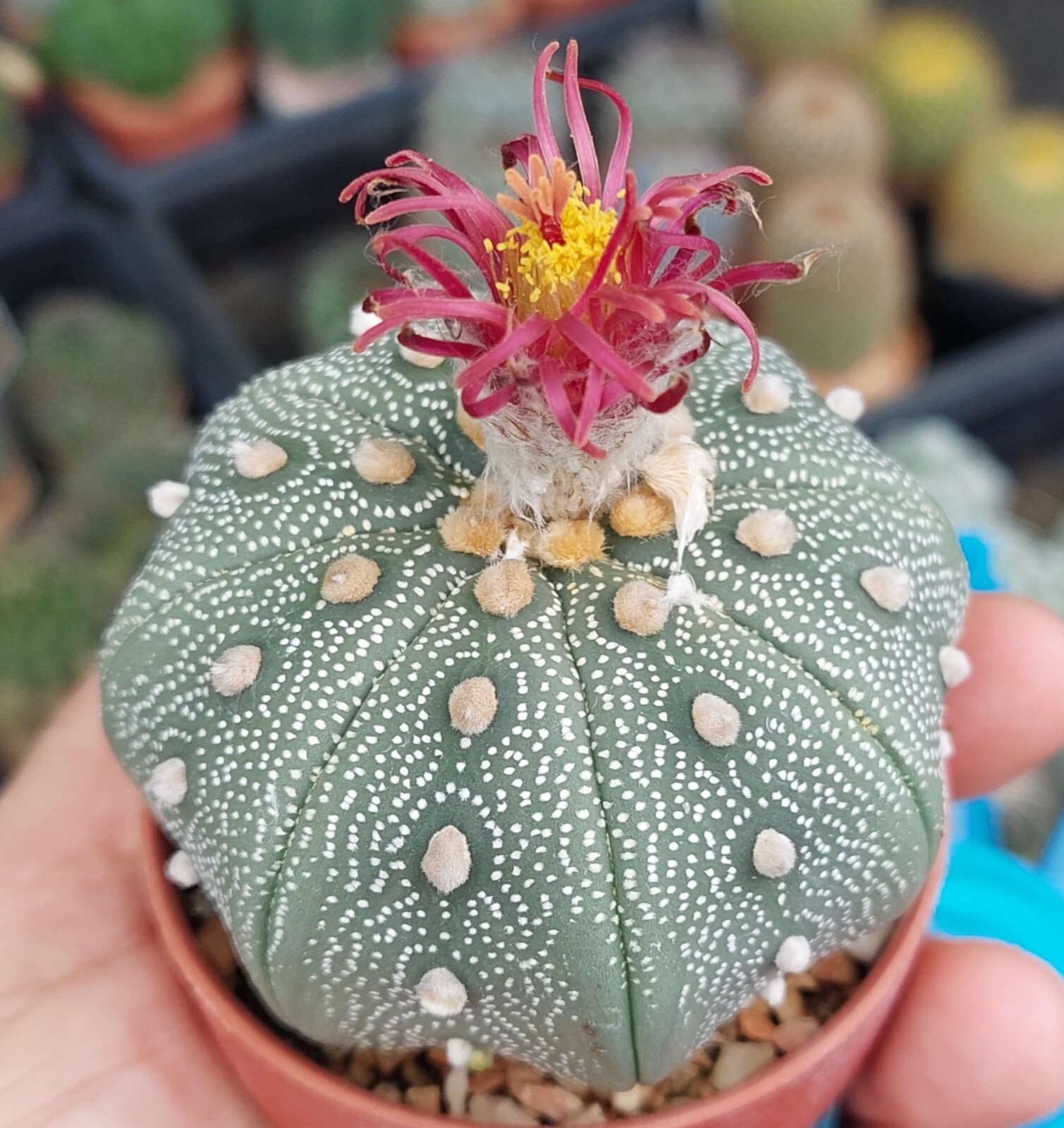 Astrophytum asterias ‘Shinshowa’ F2 10seeds harvest 2025
