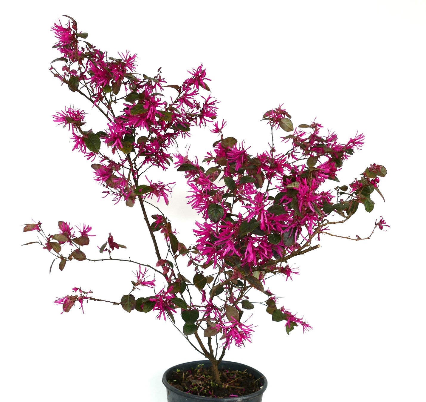 Loropetalum chinense cv ‘Fire Dance’ – Chinese fringe flower | Strap flower