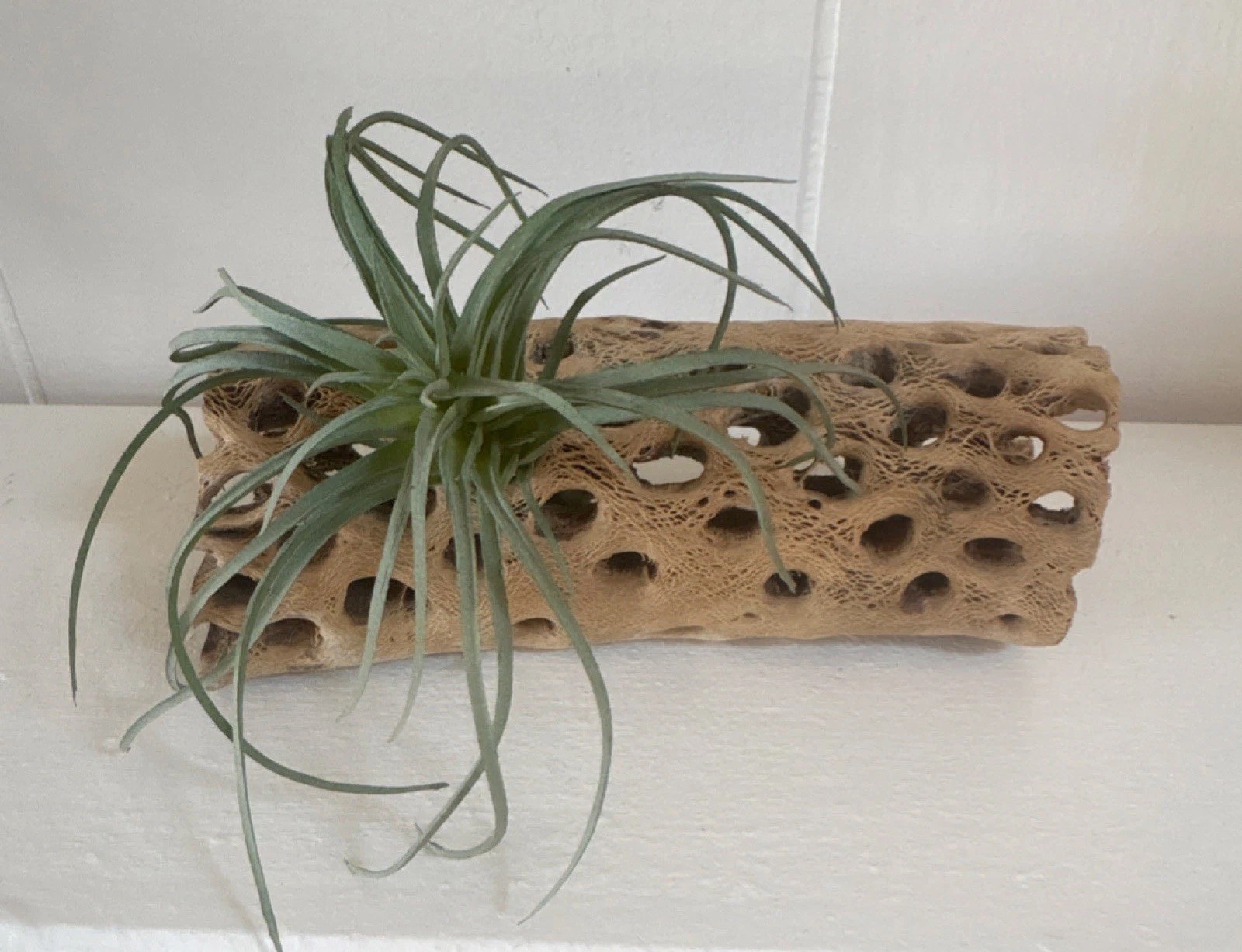 Fake Air Plant Driftwood Decor Coastal Boho Shelf Accent