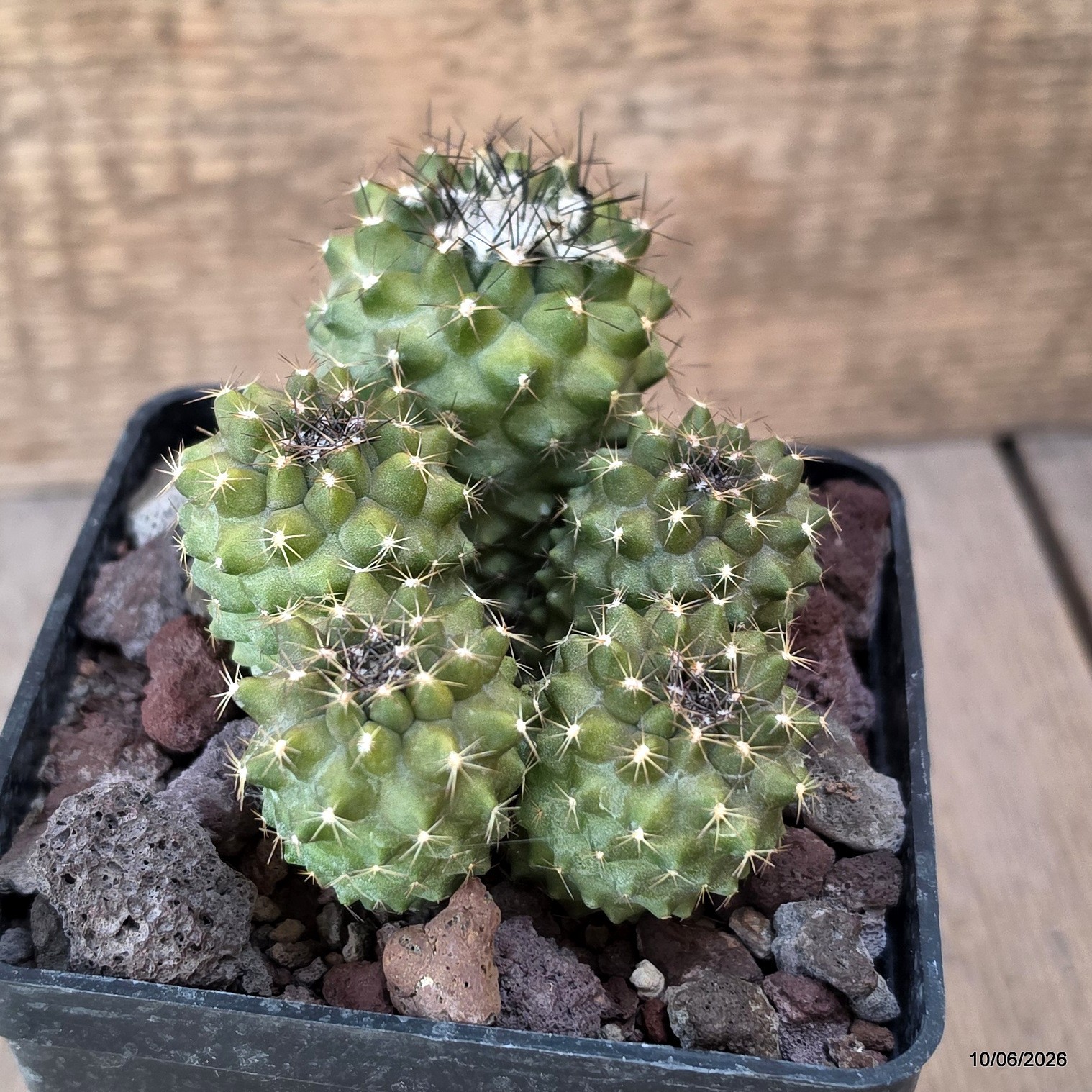 D3361 COPIAPOA VARISPINA pot10-H7-W10 cm MaMa Cactus