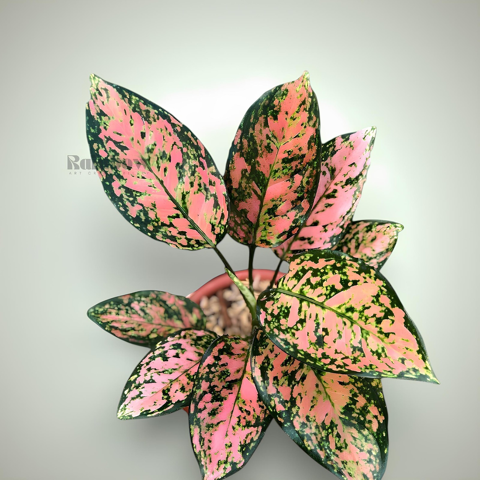 Aglaonema Rubby Orange Beatiful Ornamental Plant