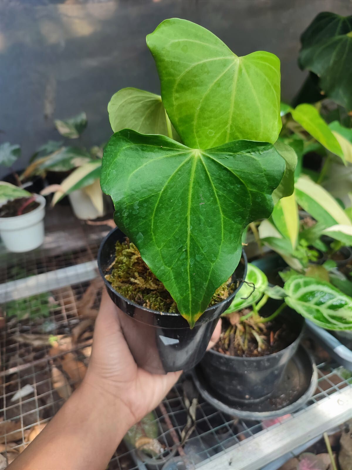 Anthurium Delta Force + Phytosanitary (no monstera no philodendron)